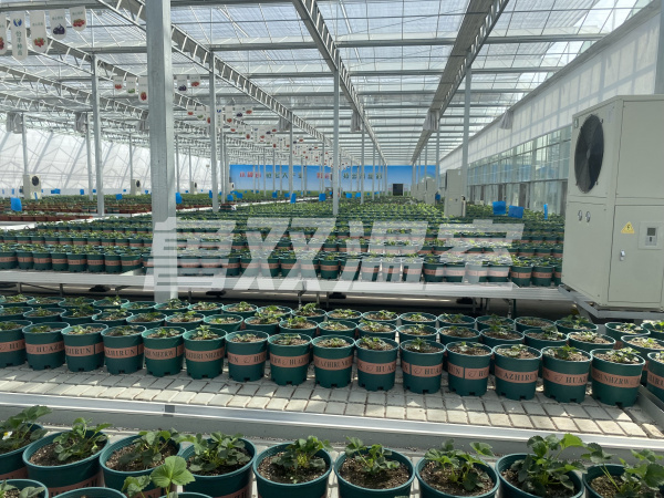薄膜連棟溫室